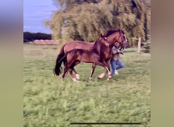 Oldenburger, Hengst, Fohlen (05/2025), 170 cm, Dunkelbrauner