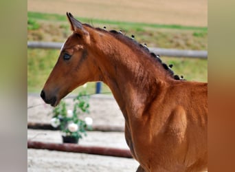 Oldenburger, Hengst, Fohlen (05/2025), 170 cm, Dunkelbrauner