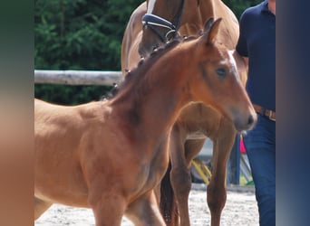 Oldenburger, Hengst, Fohlen (05/2025), 170 cm, Dunkelbrauner