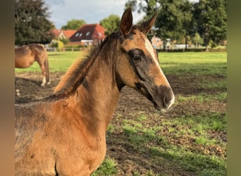 Oldenburger, Hengst, Fohlen (06/2025), 170 cm, Dunkelfuchs