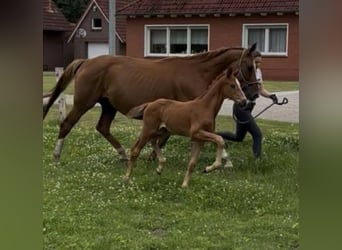 Oldenburger, Hengst, Fohlen (06/2025), 170 cm, Fuchs