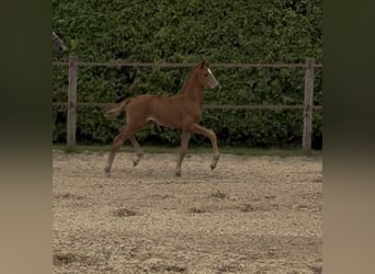 Oldenburger, Hengst, Fohlen (06/2025), 170 cm, Fuchs