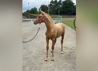 Oldenburger, Hengst, Fohlen (06/2023), 170 cm, Palomino