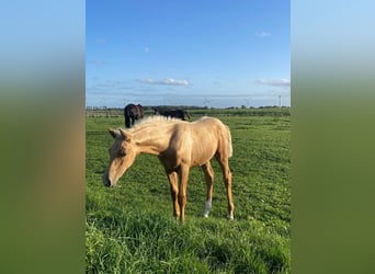 Oldenburger, Hengst, Fohlen (06/2023), 170 cm, Palomino