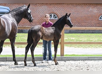 Oldenburger, Hengst, Fohlen (04/2026), 170 cm, Rappe