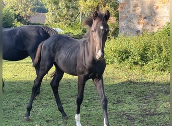 Oldenburger, Hengst, Fohlen (04/2025), 170 cm, Rappe