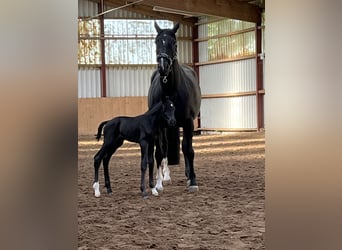 Oldenburger, Hengst, , 170 cm, Rappe