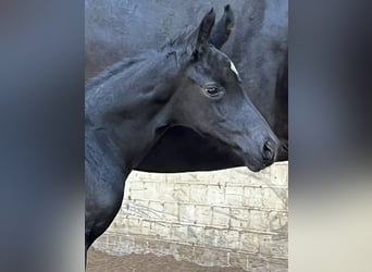 Oldenburger, Hengst, , 170 cm, Rappe