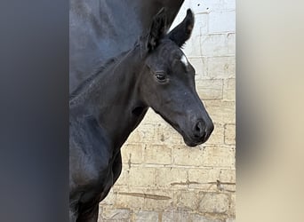 Oldenburger, Hengst, , 170 cm, Rappe