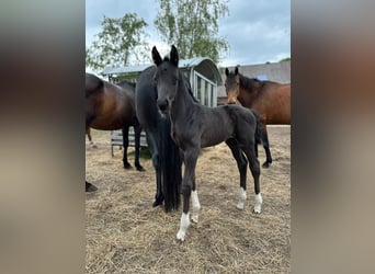 Oldenburger, Hengst, , 170 cm, Rappe