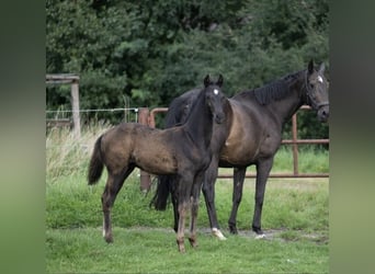 Oldenburger, Hengst, , 170 cm, Rappe