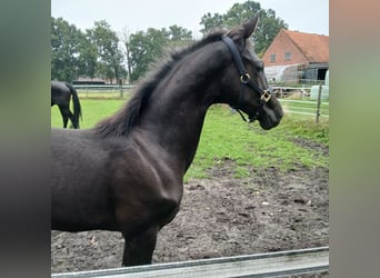 Oldenburger, Hengst, Fohlen (04/2026), 170 cm, Rappe