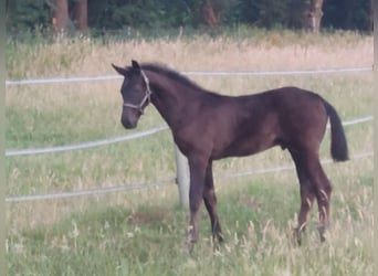 Oldenburger, Hengst, Fohlen (04/2026), 170 cm, Rappe