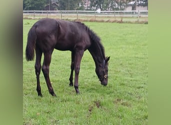 Oldenburger, Hengst, Fohlen (04/2026), 170 cm, Rappe