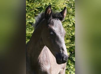 Oldenburger, Hengst, , 170 cm, Rappe