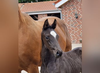 Oldenburger, Hengst, , 170 cm, Rappe