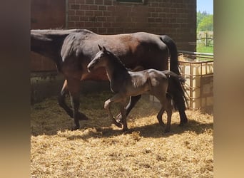 Oldenburger, Hengst, , 170 cm, Rappe