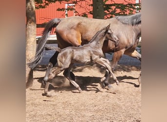 Oldenburger, Hengst, , 170 cm, Rappe