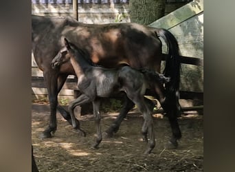 Oldenburger, Hengst, , 170 cm, Rappe