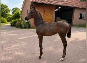 Oldenburger, Hengst, Fohlen (07/2026), 170 cm, Schwarzbrauner