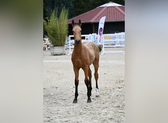 Oldenburger, Hengst, Fohlen (03/2024), 172 cm, Buckskin