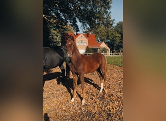 Oldenburger, Hengst, Fohlen (05/2025), 172 cm, Dunkelfuchs