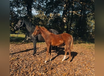 Oldenburger, Hengst, Fohlen (05/2025), 172 cm, Dunkelfuchs