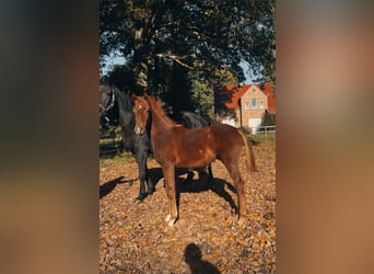 Oldenburger, Hengst, Fohlen (05/2025), 172 cm, Dunkelfuchs