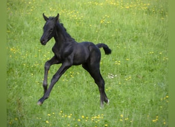 Oldenburger, Hengst, Fohlen (05/2025), 172 cm, Rappe