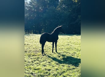 Oldenburger, Hengst, Fohlen (05/2025), 172 cm, Rappe