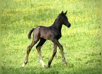 Oldenburger, Hengst, Fohlen (05/2025), 172 cm, Rappe