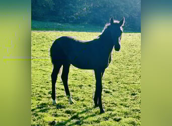 Oldenburger, Hengst, Fohlen (05/2025), 172 cm, Rappe