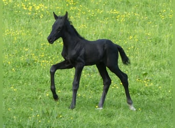 Oldenburger, Hengst, Fohlen (05/2025), 172 cm, Rappe