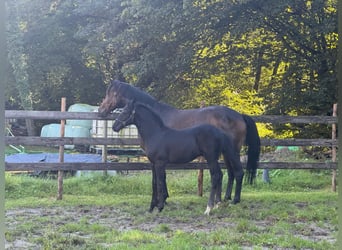 Oldenburger, Hengst, Fohlen (05/2025), 172 cm, Rappe
