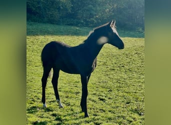 Oldenburger, Hengst, Fohlen (05/2025), 172 cm, Rappe