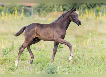 Oldenburger, Hengst, Fohlen (03/2025), 172 cm, Rappe