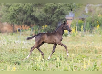 Oldenburger, Hengst, Fohlen (03/2025), 172 cm, Rappe