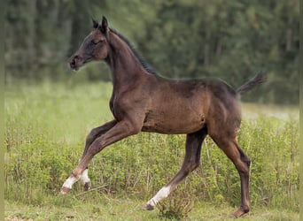 Oldenburger, Hengst, Fohlen (03/2025), 172 cm, Rappe