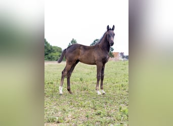 Oldenburger, Hengst, Fohlen (03/2025), 172 cm, Rappe