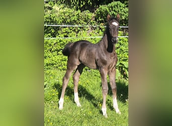 Oldenburger, Hengst, , 172 cm, Rappe