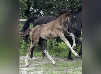 Oldenburger, Hengst, Fohlen (01/2025), 172 cm, Rappe