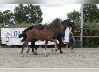 Oldenburger, Hengst, , 173 cm, Brauner