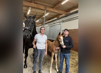 Oldenburger, Hengst, , 173 cm, Dunkelfuchs