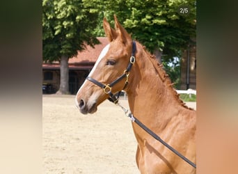 Oldenburger, Hengst, Fohlen (04/2025), 173 cm, Fuchs