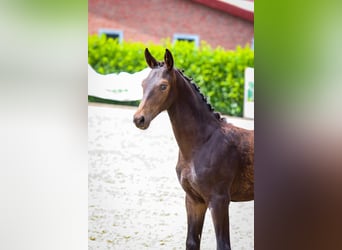 Oldenburger, Hengst, Fohlen (03/2024), 173 cm, Schwarzbrauner