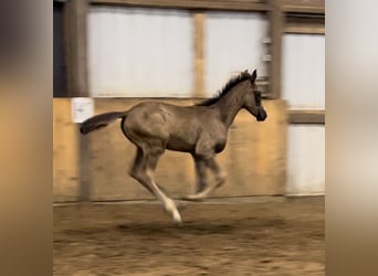 Oldenburger, Hengst, Fohlen (05/2023), 173 cm, Schwarzbrauner