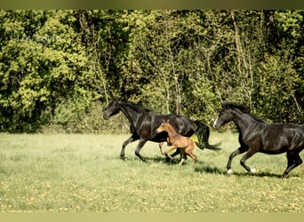 Oldenburger, Hengst, Fohlen (04/2026), 175 cm, Buckskin