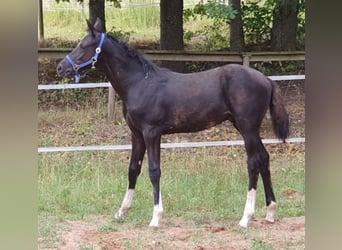 Oldenburger, Hengst, Fohlen (05/2026), 175 cm, Rappe