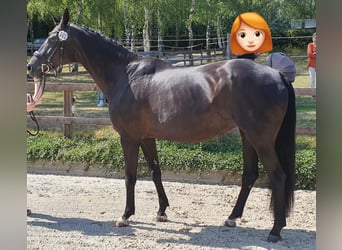 Oldenburger, Hengst, Fohlen (05/2026), 175 cm, Rappe