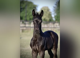 Oldenburger, Hengst, Fohlen (06/2025), 175 cm, Rappe